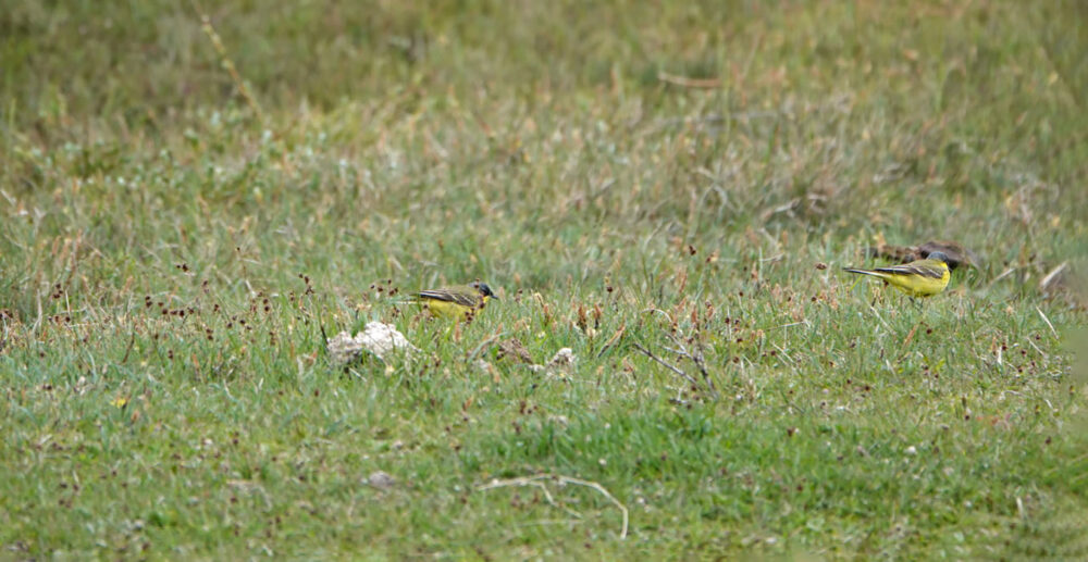 Noordse Kwikstaart (Kennemerduinen)