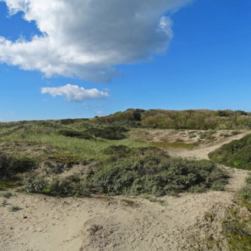 Noordwijkse Duinen