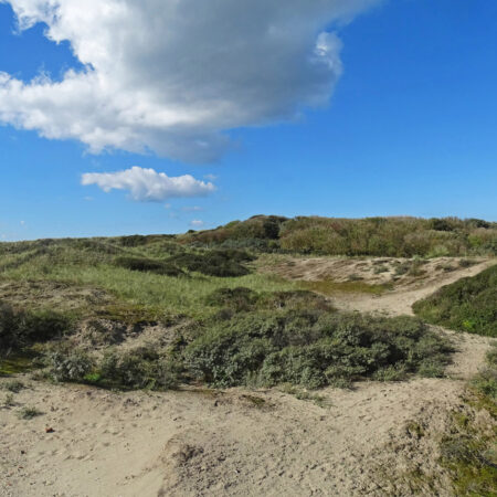 Noordwijkse Duinen