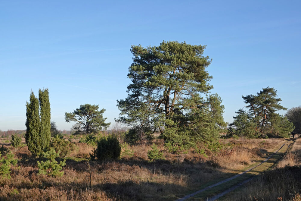 Odoornerzand
