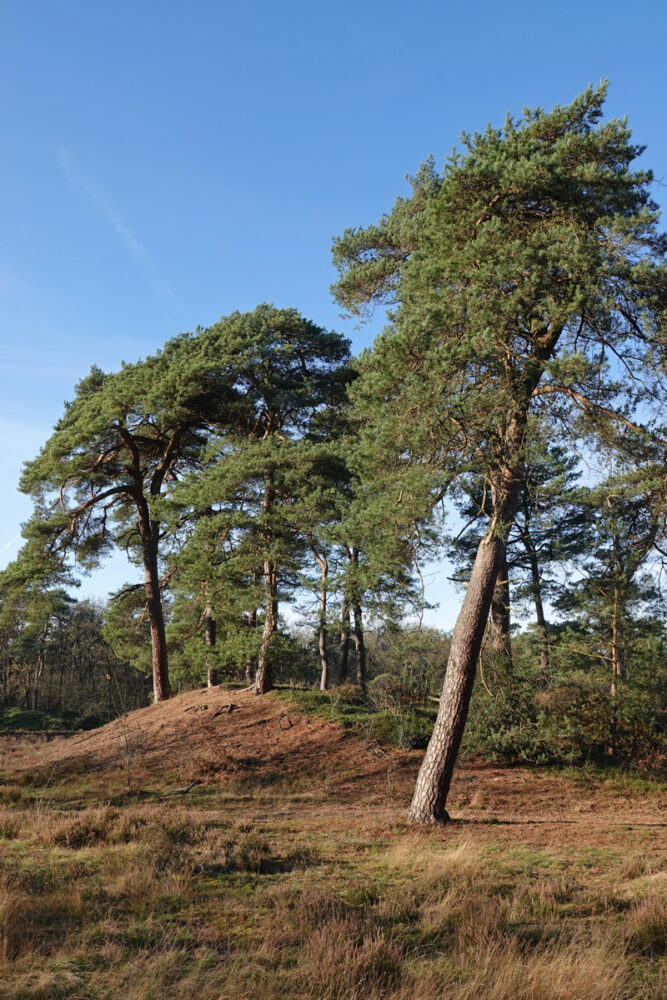 Odoornerzand