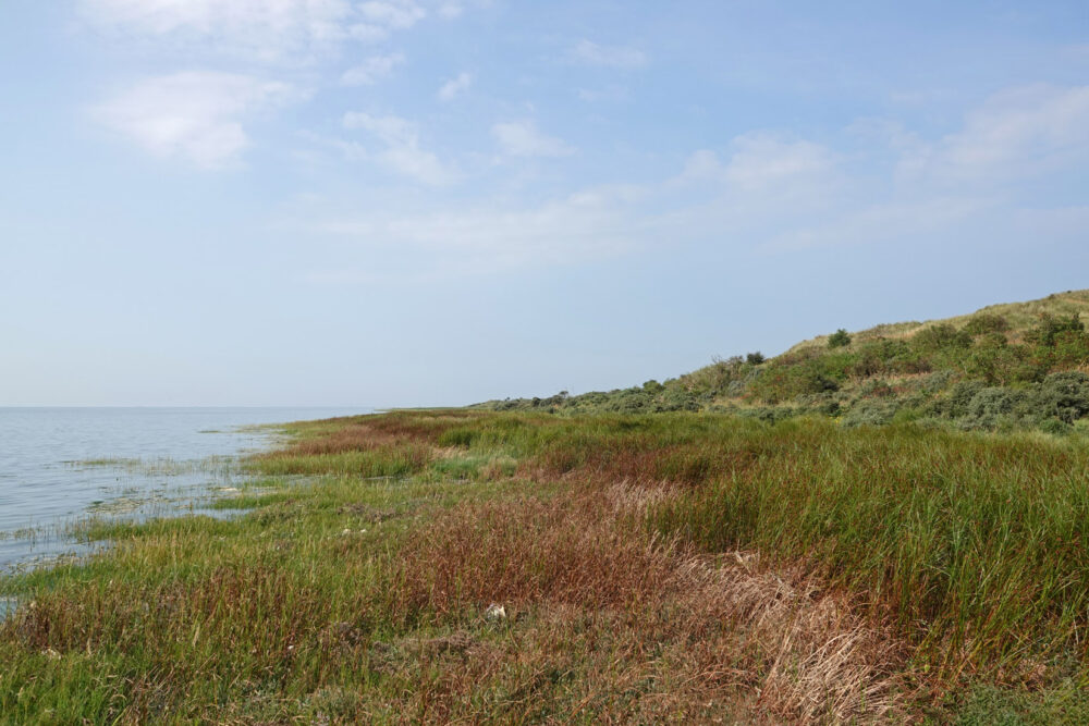 Oerd langs Waddenzee ( Ameland)