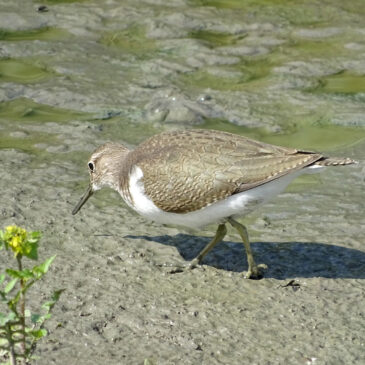 Oeverloper (in Wide Mar)