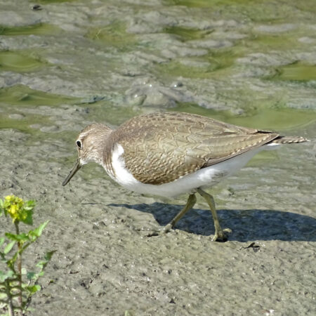 Oeverloper (in Wide Mar)