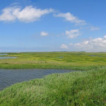 Warkummerwaard (Friesland)