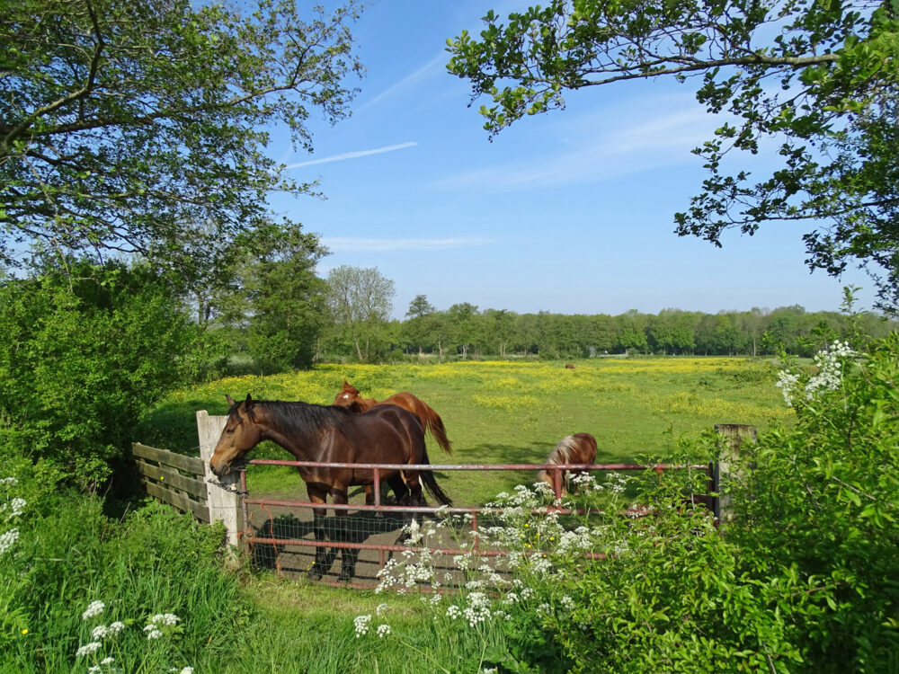 Omgeving Leekstermeer