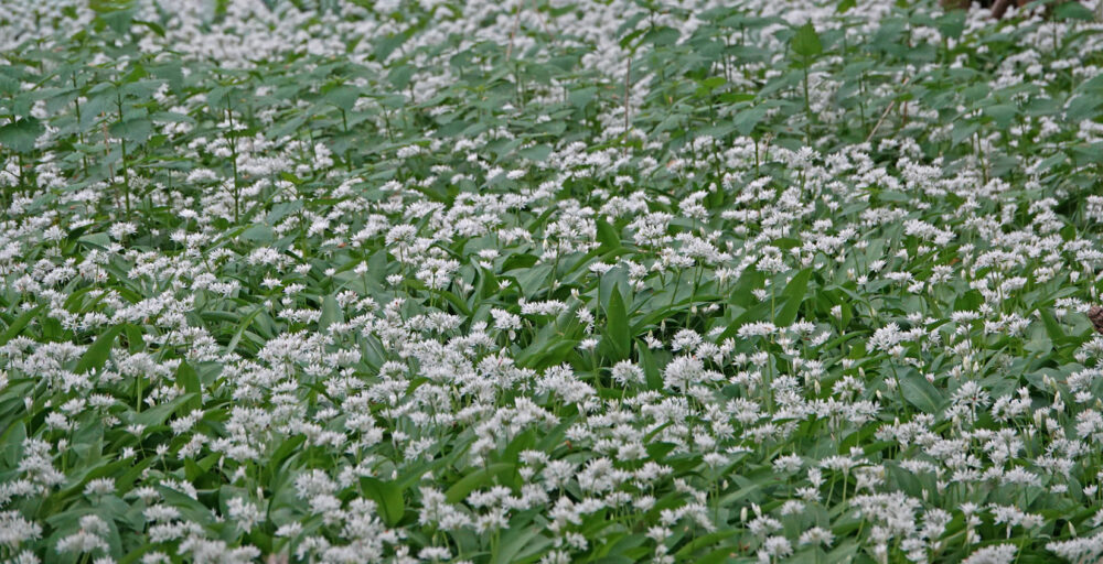 Ondergrond vol met daslook (Kennermerduinen)