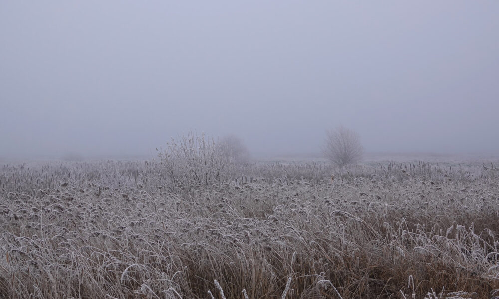 Onlanden (Peizerweering) in de rijp