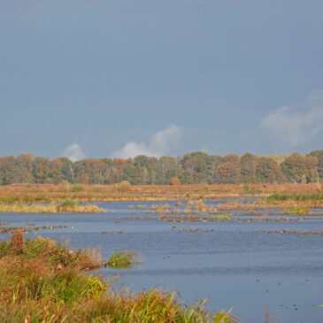 Onlanden (herfst)