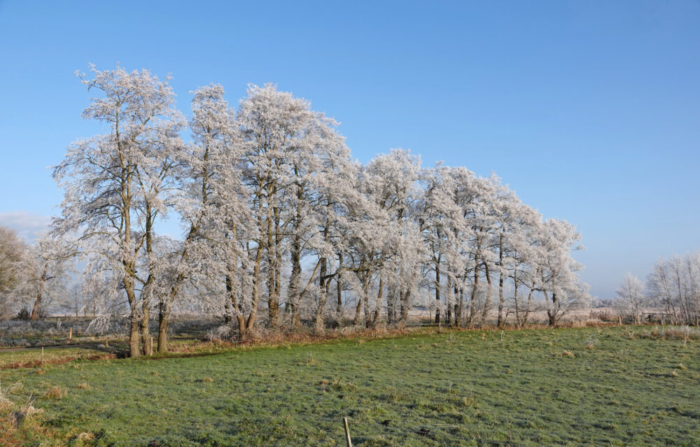 Onlanden in de rijp (Weeringsbroeken)