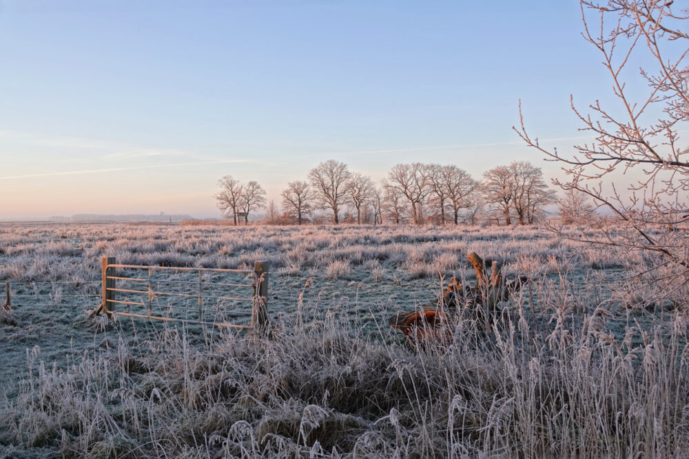 Onlanden in de rijp (Eelderdiep gebied)