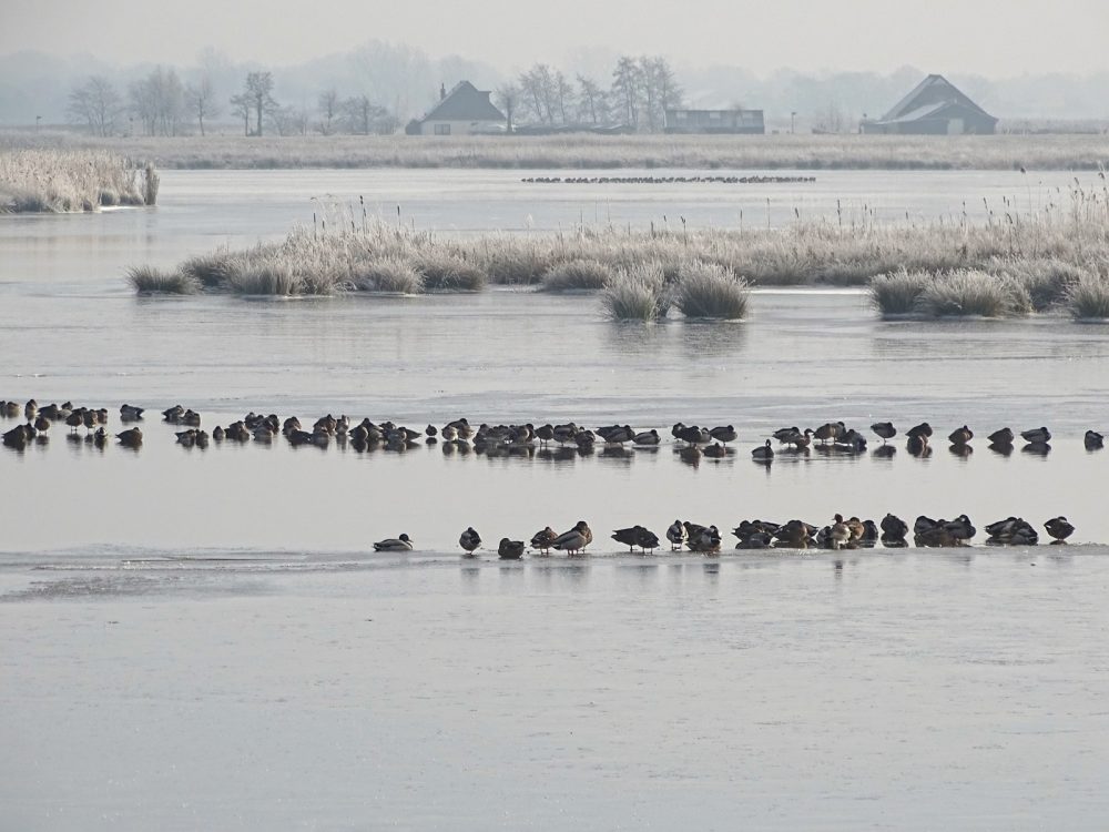 Onlanden in de vorst (Langmameer)