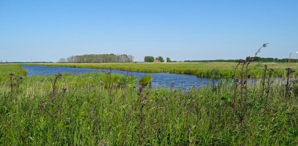 Onlanden in het voorjaar
