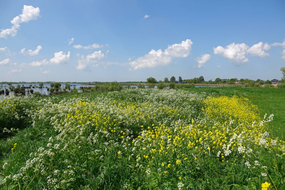 Onlanden (langs Eelderdiep)