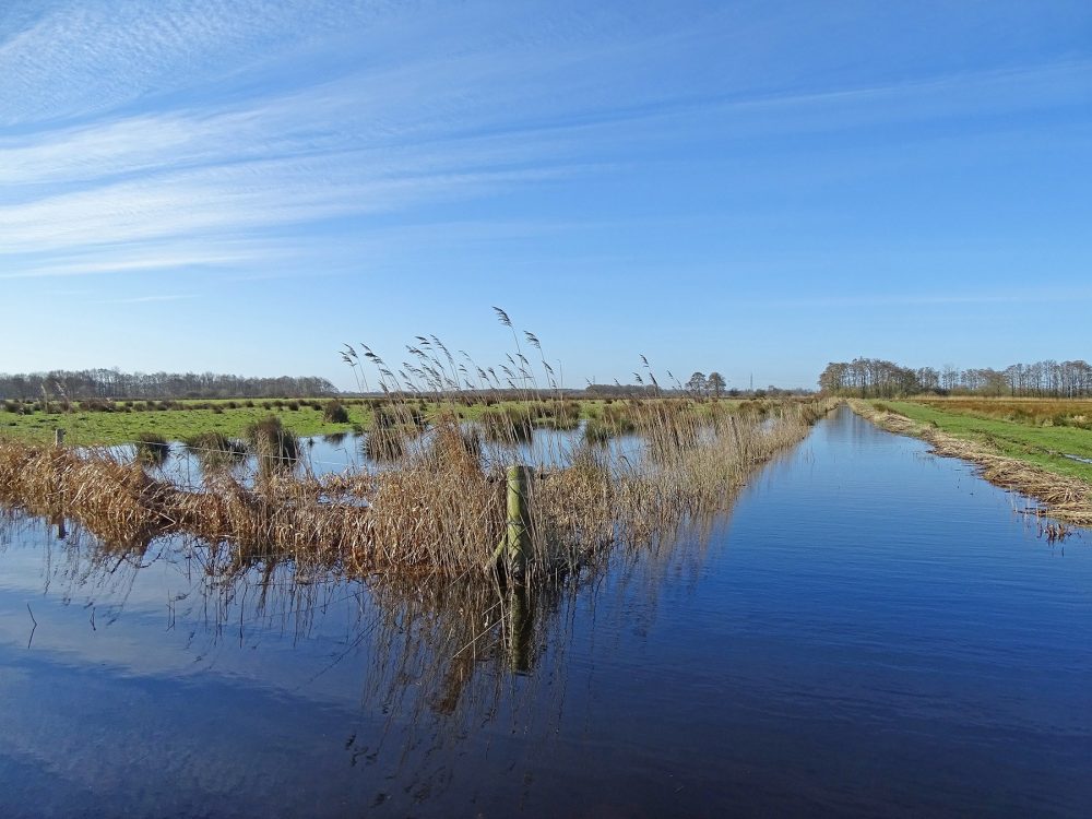 Weeringsbroeken in het voorjaar (Onlanden)