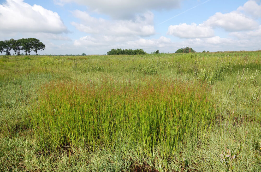 Onlandse Dijk (Matslootgebied) in het voorjaar