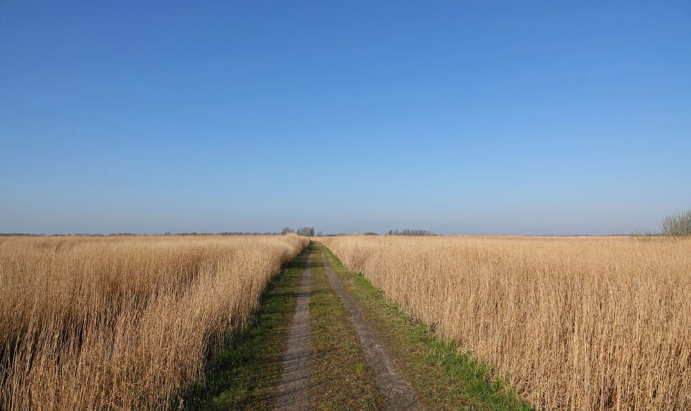 Onlandse dijk (Matslootgebied) in het voorjaar