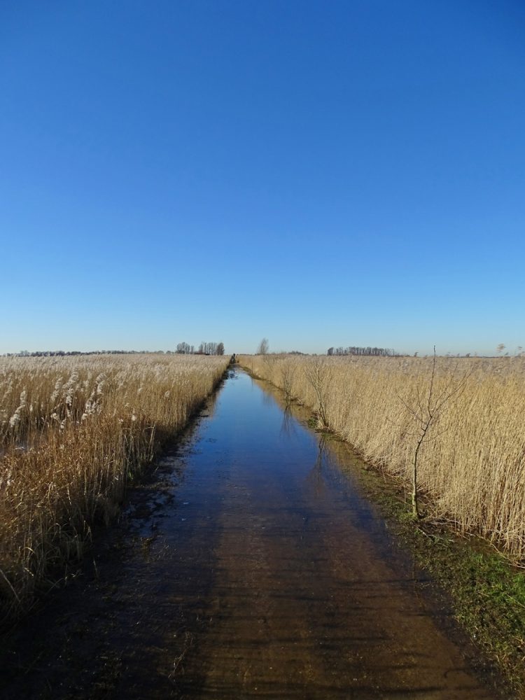 Hoog water (Onlandse dijk in de Onlanden)