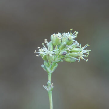 Oorsilene