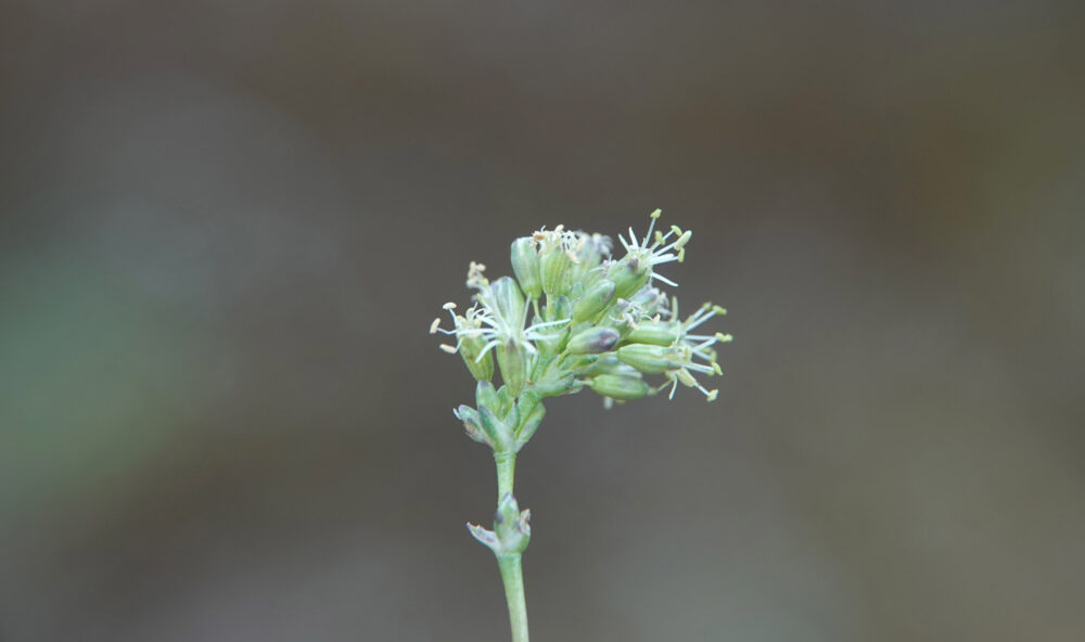 Oorsilene