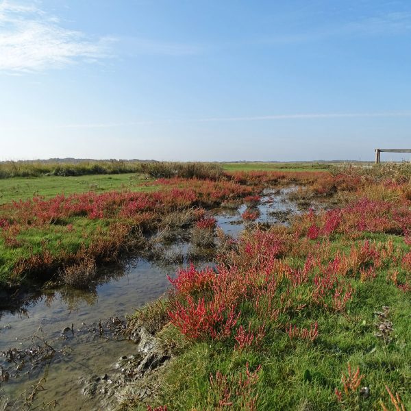 Kwelders Schiermonnikoog