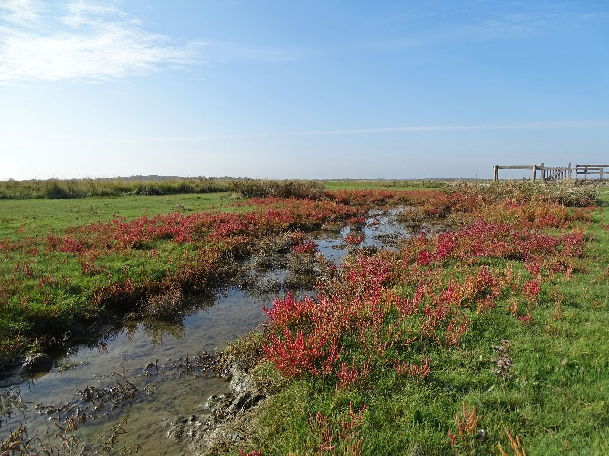 Kwelders Schiermonnikoog