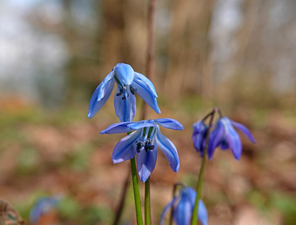 Oosterse sterhyacint