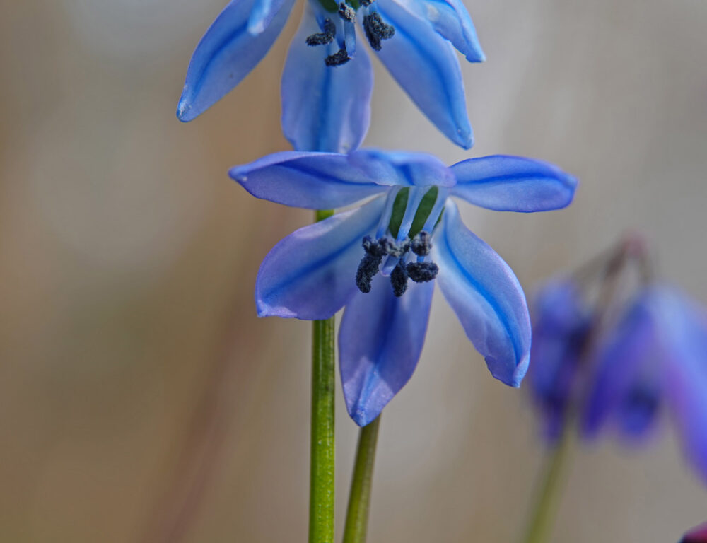 Oosterse sterhyacint