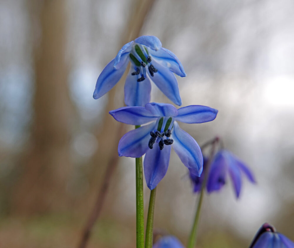 Oosterse sterhyacint