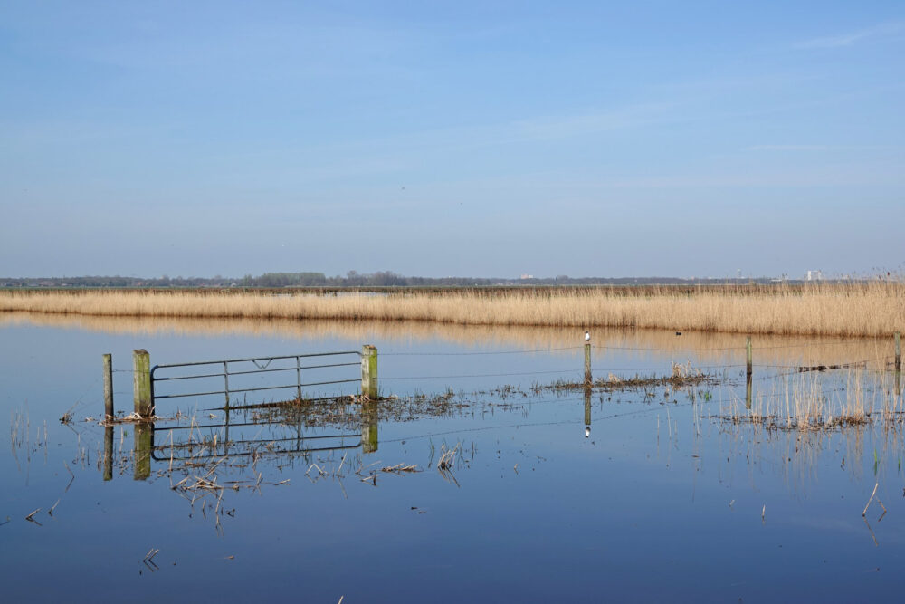 Oostpolder in voorjaar