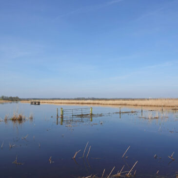 Oostpolder in voorjaar