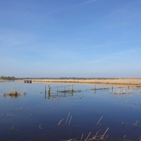 Oostpolder in voorjaar