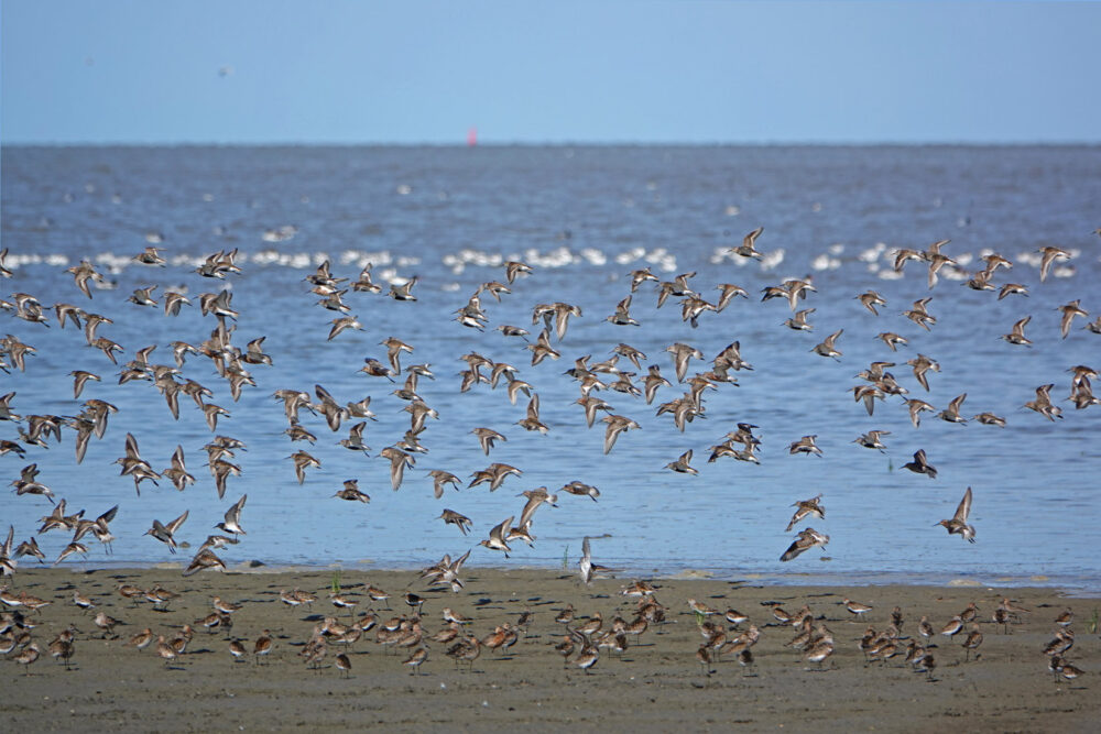 Opvliegende bonte strandlopers en krombekstrandlopers bij wad Westhoek