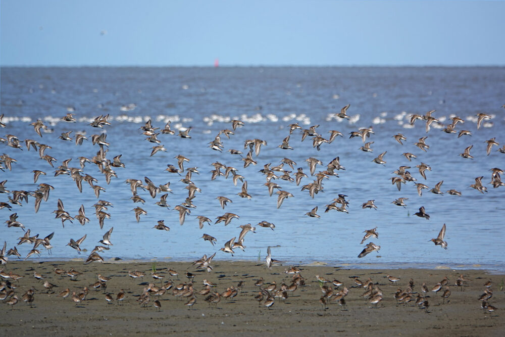 Opvliegende bonte strandlopers en krombekstrandlopers op wad (Westhoek)