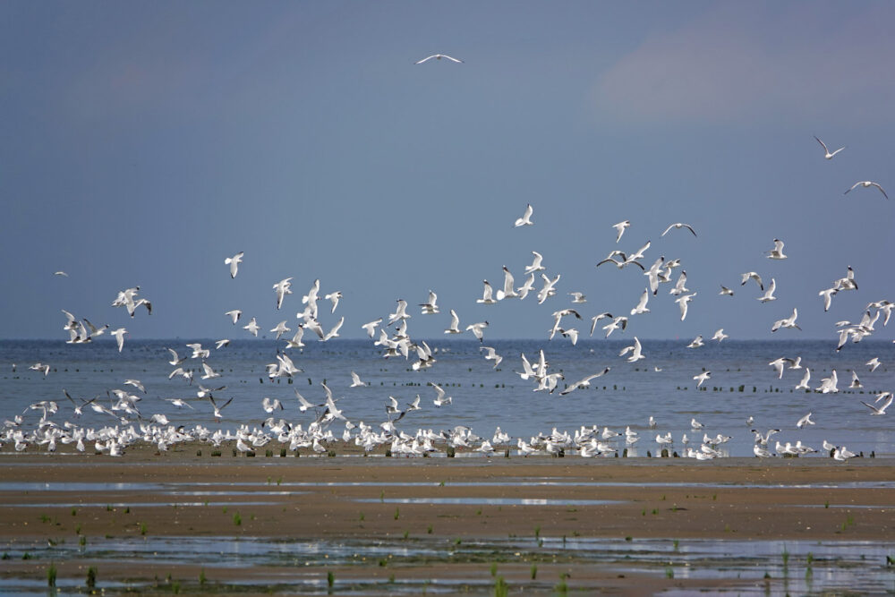 Opvliegende kokmeeuwen op wad Westhoek