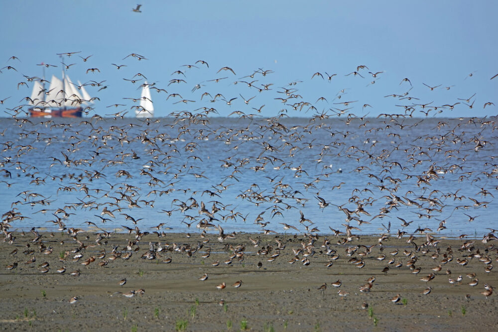 Opvliegende strandlopers op wad bij Westhoek