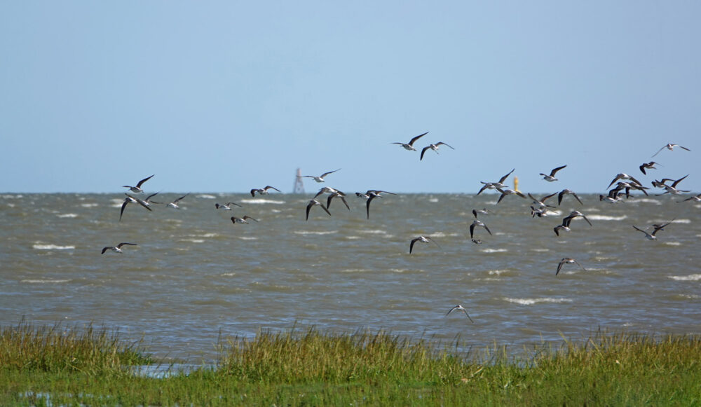 Opvliegenende groenpootruiters boven wad Rommelhoek