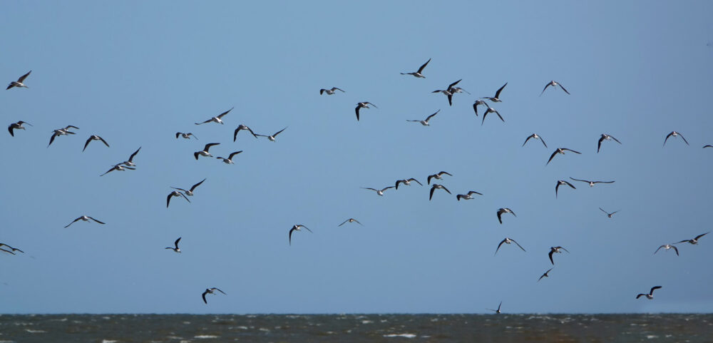 Opvliegenende groenpootruiters boven wad Rommelhoek