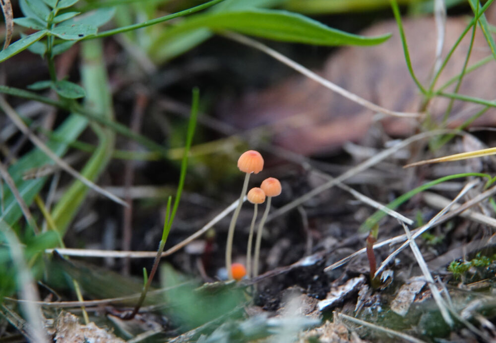 Oranje dwergmycena