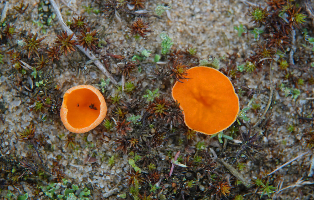 Oranje mosbekertje sl (incl wratsporig mosbekertje)