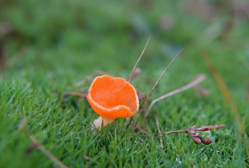 Oranje mosbekertje sl, incl. Wratsporig mosbekertje