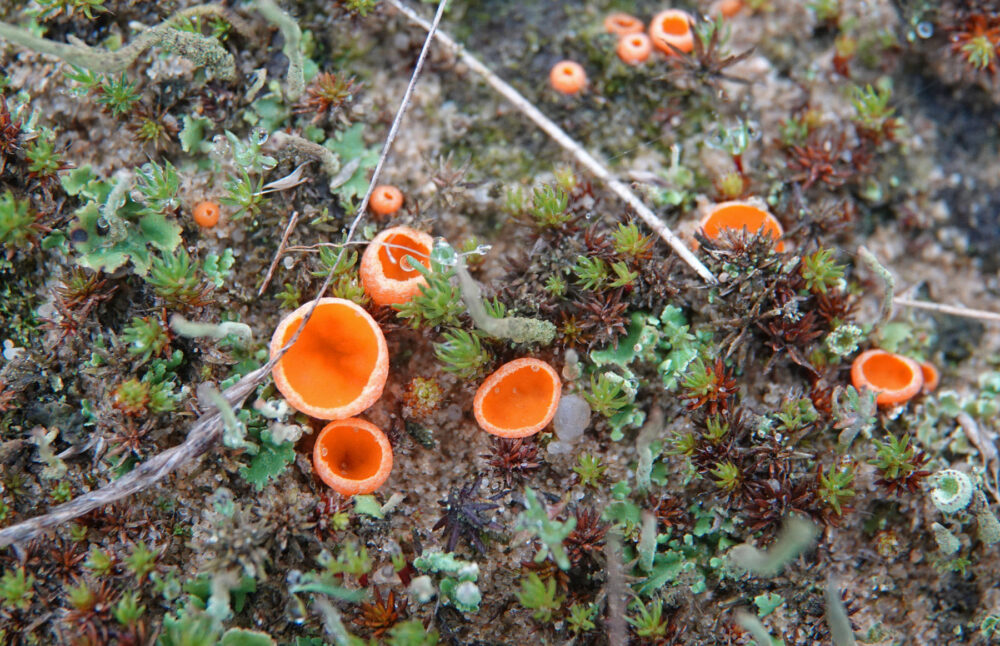 Oranje mosbekertje sl, incl. Wratsporig mosbekertje