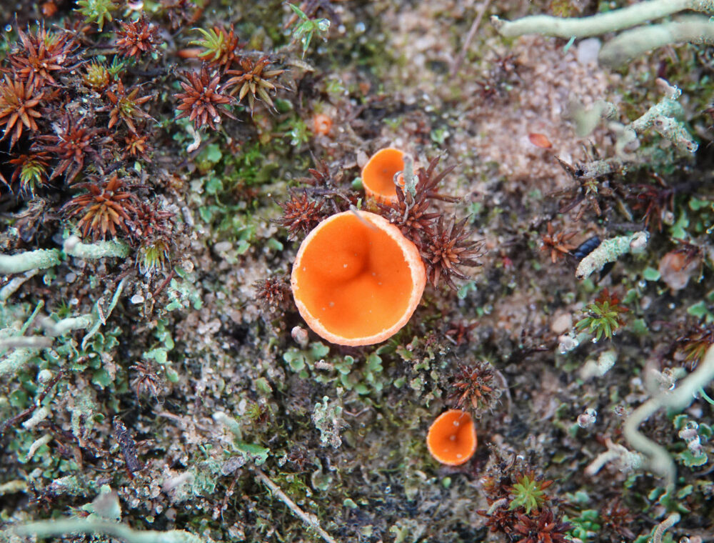 Oranje mosbekertje sl, incl. Wratsporig mosbekertje