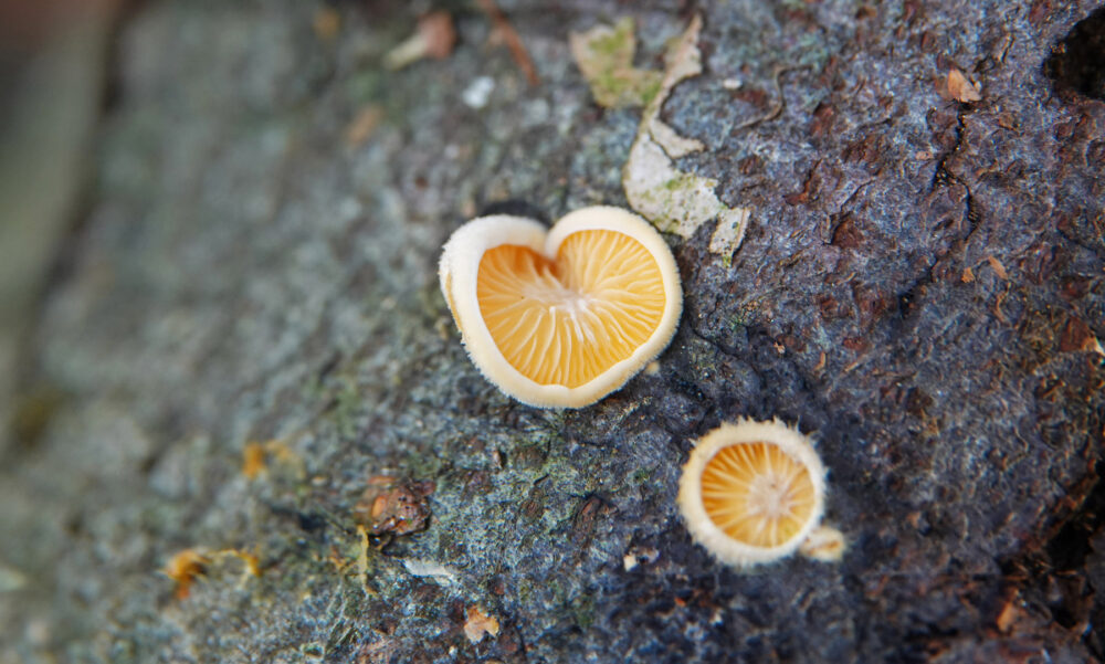 Oranje oesterzwam