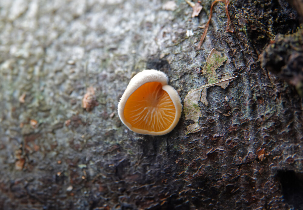Oranje oesterzwam