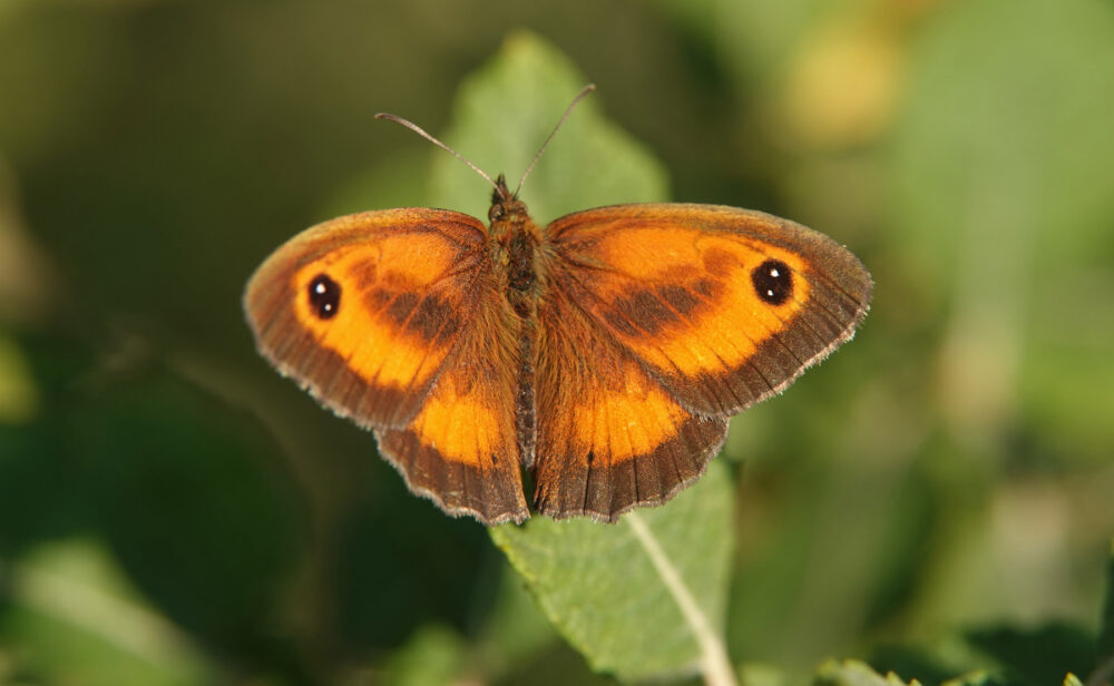 Oranje zandoogje