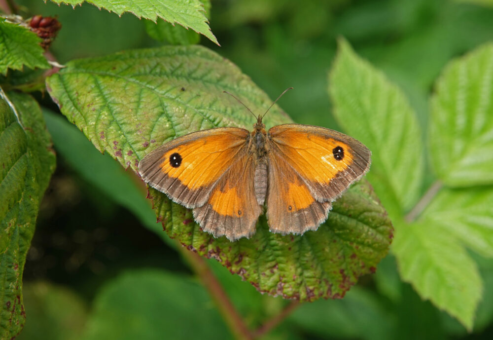 Oranje zandoogje