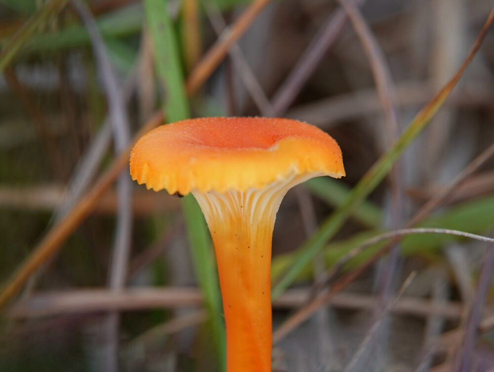 Oranjegeel trechtertje