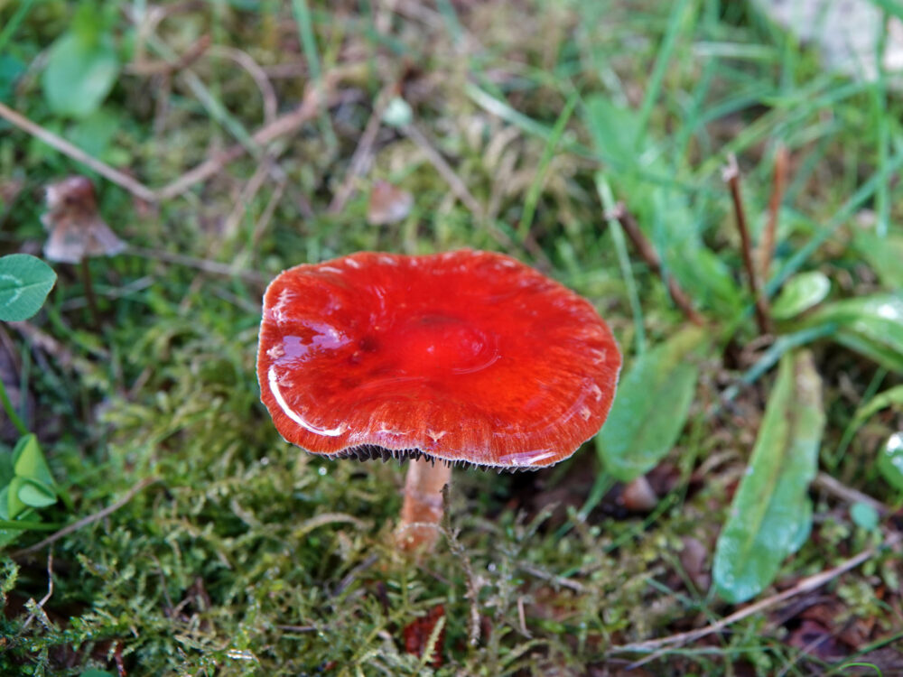 Oranjerode stropharia
