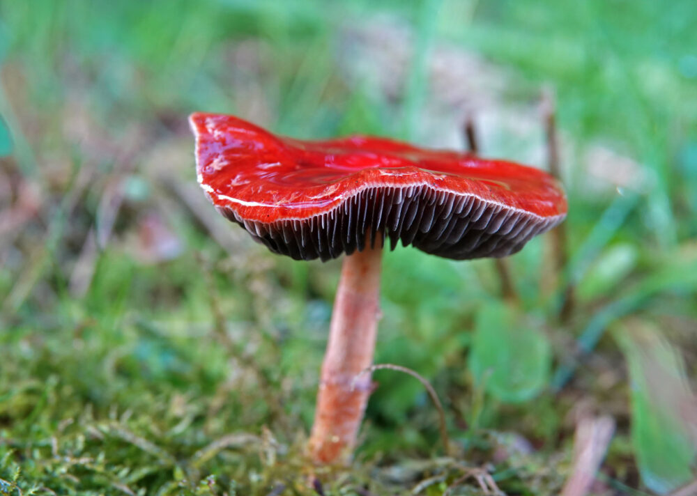 Oranjerode stropharia